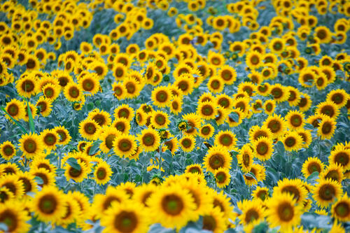 Sunflower field